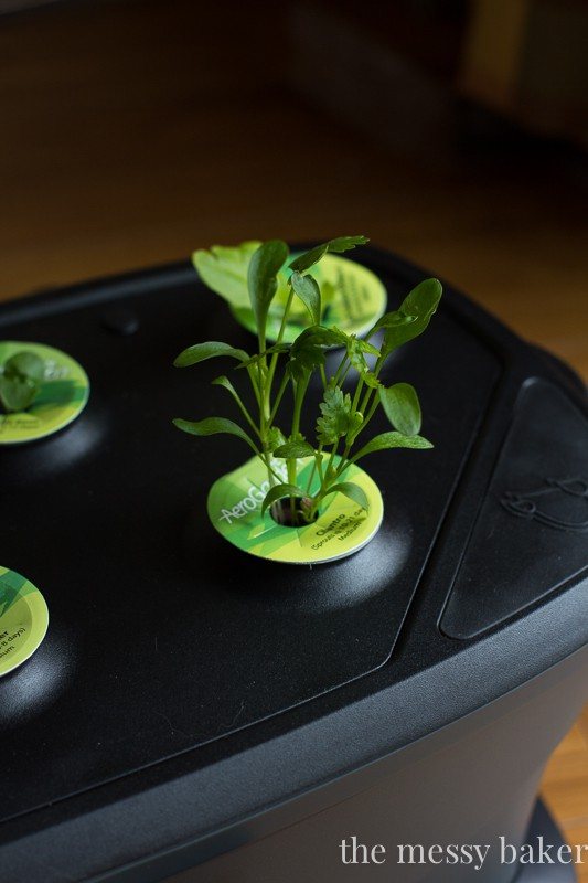 AeroGarden Review | www.themessybakerblog.com
