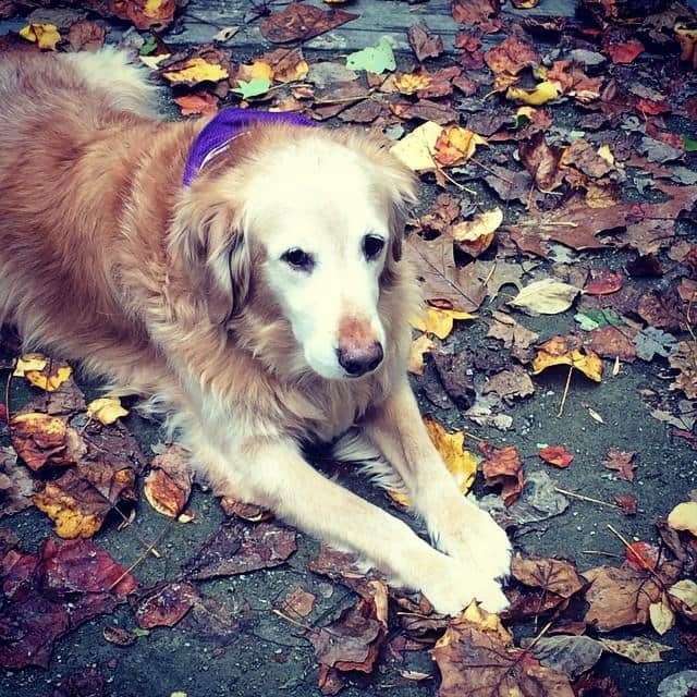 Fall Puppy | www.themessybakerblog.com