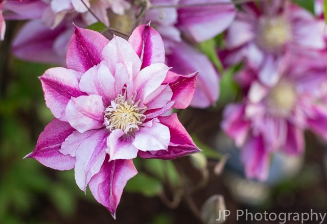 Peppermint Clematis | www.themessybakerblog.com