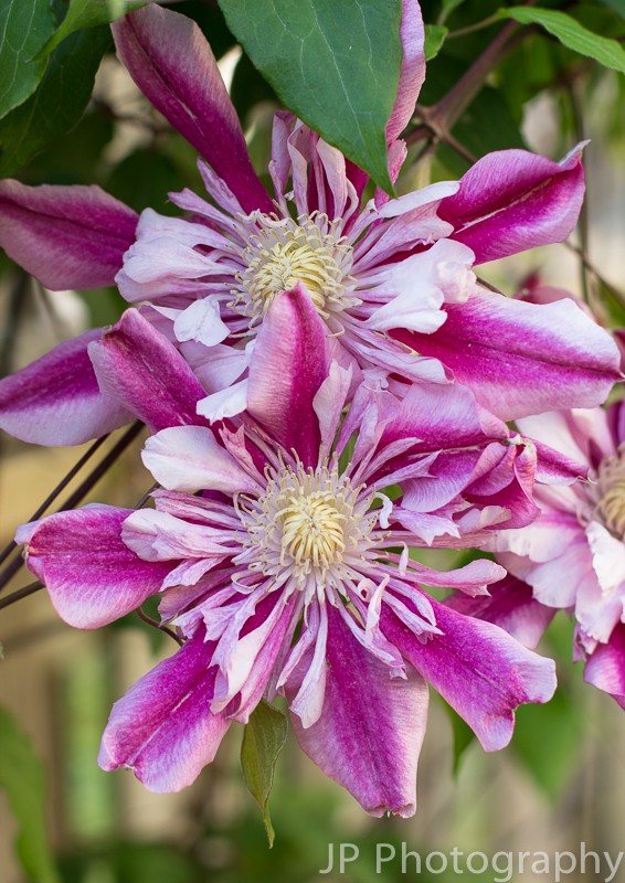 Peppermint Clematis | www.themessybakerblog.com