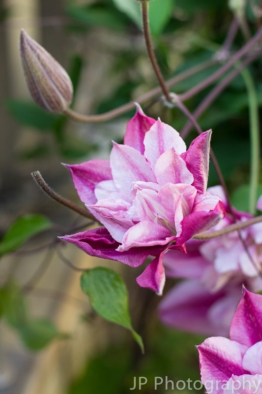 Peppermint Clematis | www.themessybakerblog.com