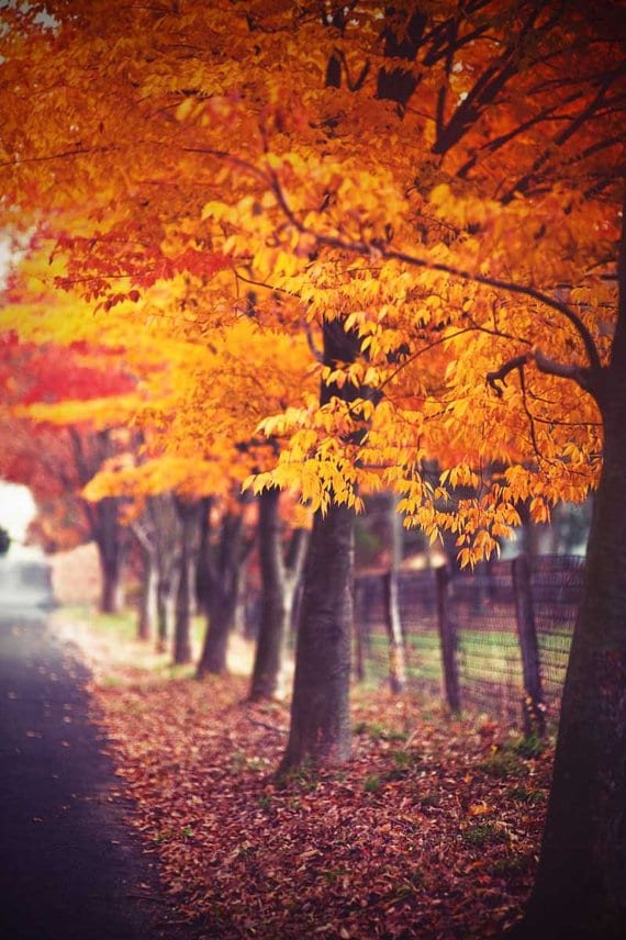 Slice of Life Saturday’s ~ Hello, Fall!
