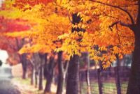 Saturday’s Slice of Life: Hello, Fall!