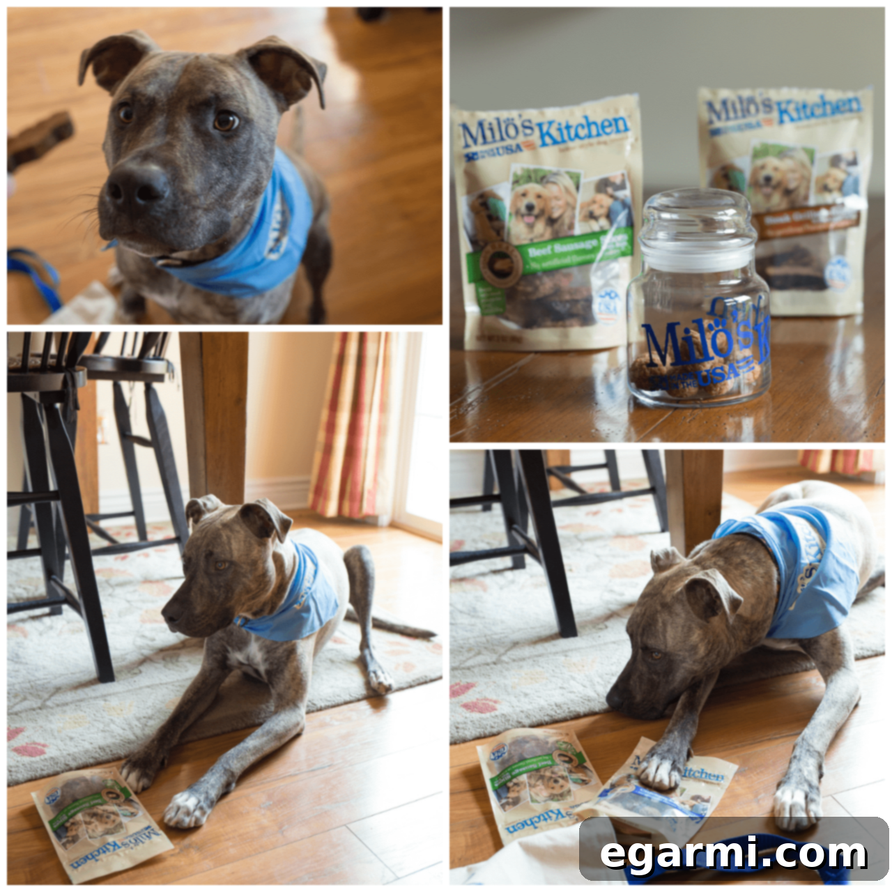 Sully happily enjoying Milo's Kitchen dog treats