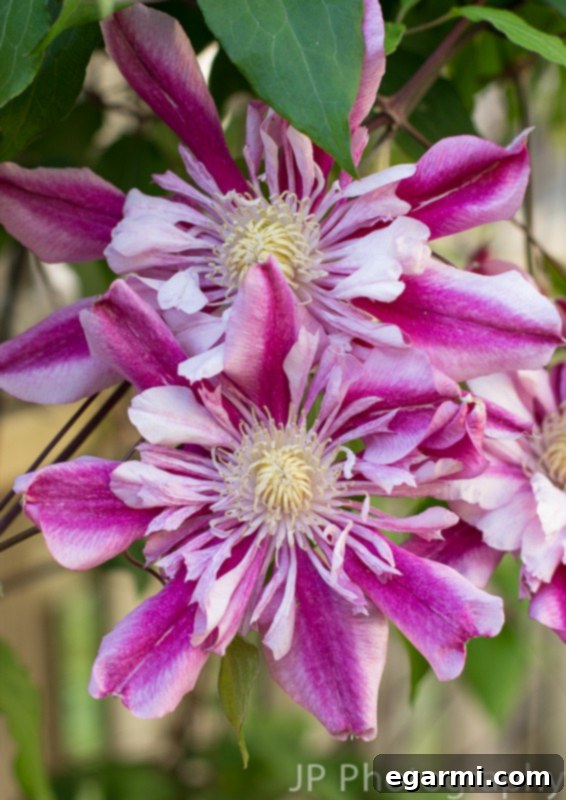 Close-up of a vibrant pink and white peppermint clematis flower with intricate petals and a delicate center.