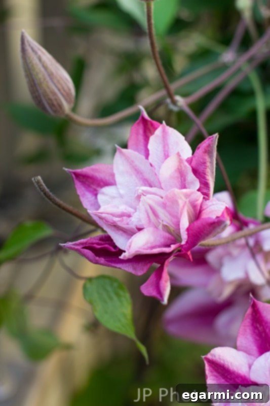 Side view of a peppermint clematis vine with multiple blossoms against a soft green background, showcasing its climbing habit.