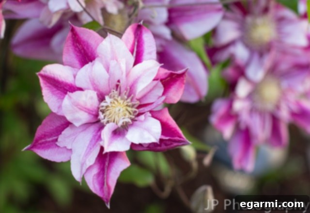 Peppermint Clematis cascading over a trellis