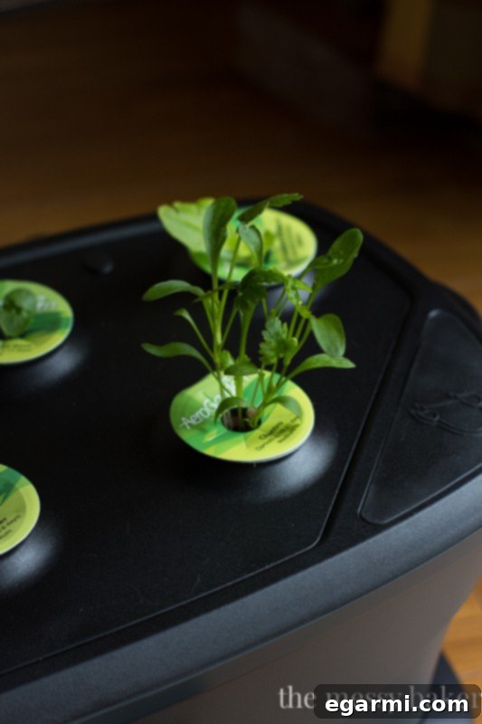 AeroGarden Review | Guaranteed to Grow for Beginner Gardeners