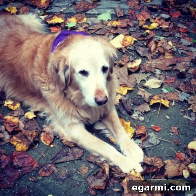 Maddox, an adorable pup, enjoying the vibrant fall leaves during a camping trip.